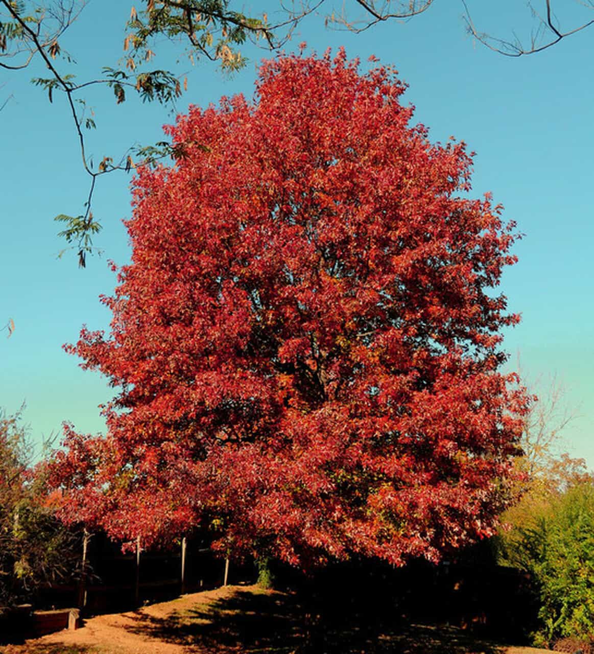 northern-red-oak-plant-guide
